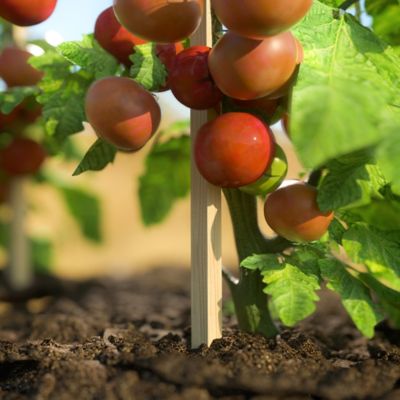 Image showing  11.5 in. Survey Stake