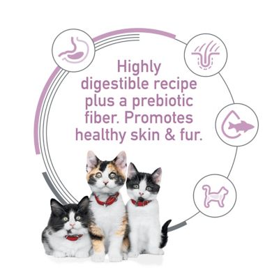 Image showing  Kitten Sensitive Stomach & Skin Salmon & Brown Rice Recipe Dry Cat Food