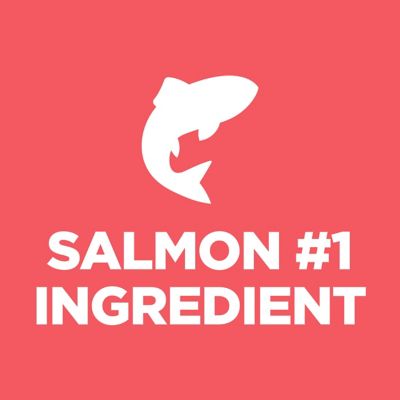 Image showing  Kitten Sensitive Stomach & Skin Salmon & Brown Rice Recipe Dry Cat Food