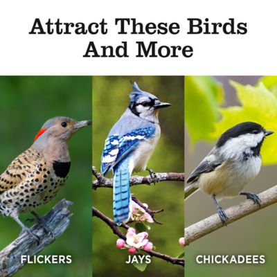 Image showing  Power Blend Suet, 10 oz., 10-Pack