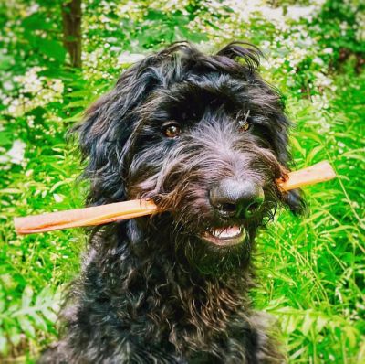 Image showing  Bully Stick Dog Chew Treat, 1 ct.