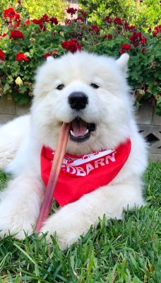 Image showing  Bully Stick Dog Chew Treat, 1 ct.