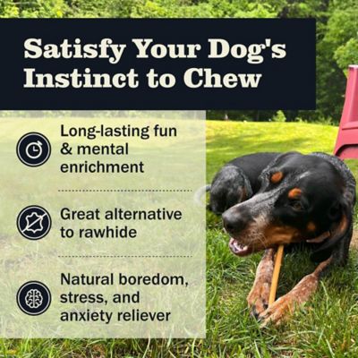 Image showing  7 in. Bully Stick Dog Chew