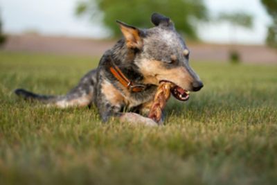Image showing  Braided Bully Stick, 9 in.