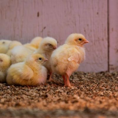 Image showing  Crumbled Pellet Straw Bedding 40 Liter