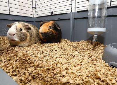 Image showing 6 th Greenway Animal Nutrition Crumbled Pellet Straw Bedding 40 Liter