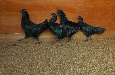 Image showing 7 th Greenway Animal Nutrition Crumbled Pellet Straw Bedding 40 Liter