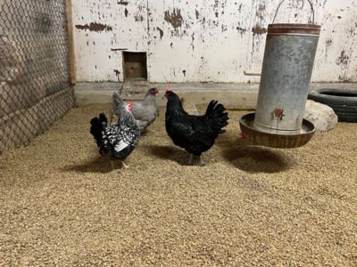 Image showing 8 th Greenway Animal Nutrition Crumbled Pellet Straw Bedding 40 Liter