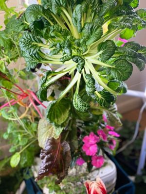 Image showing  4-Tier 16 Plant Hydroponic Garden Tower Will Grow 16 Vegetables