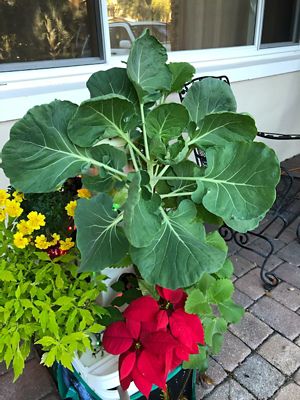 Image showing  4-Tier 16 Plant Hydroponic Garden Tower Will Grow 16 Vegetables