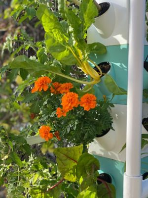 Image showing  5-Tier 20 Plant Hydroponic Garden Tower Will Grow 20 Vegetables