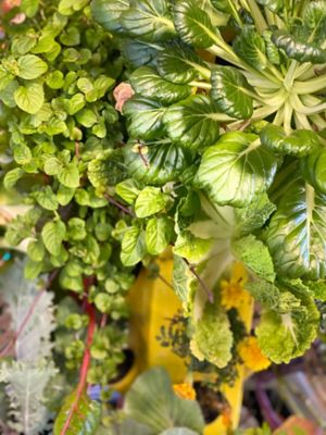 Image showing 6 th EXO 5-Tier 20 Plant Hydroponic Garden Tower Will Grow 20 Vegetables