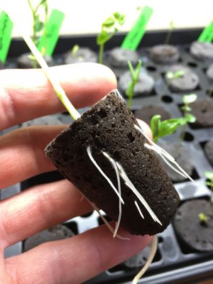 Image showing  Grow-Plugs (or Clone Plugs) - A Stabilized Soilless Propagation Medium