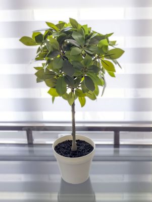 Image showing  Faux Plant Weeping Ficus