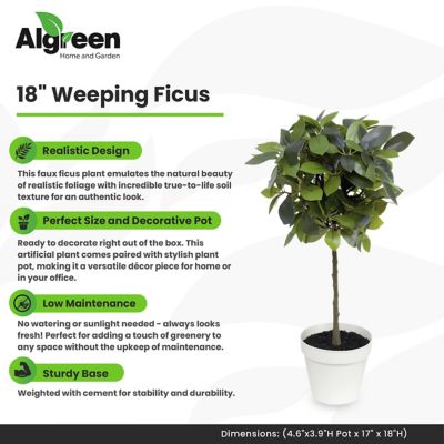 Image showing  Faux Plant Weeping Ficus