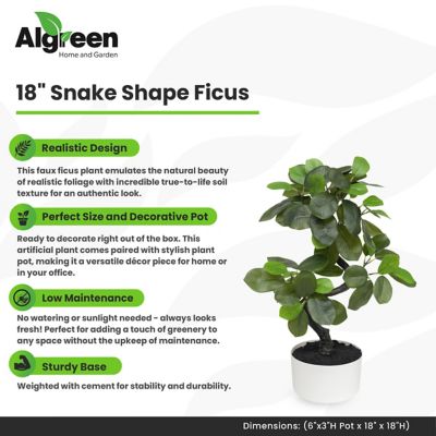 Image showing  Faux Plant Snake Ficus