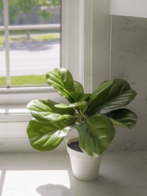 Image showing  Faux Plant Potted Ficus