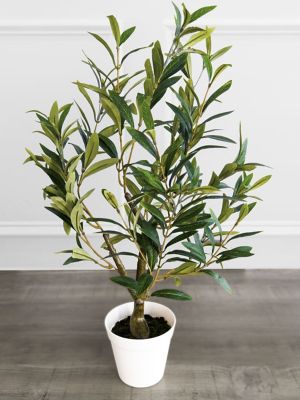 Image showing  Table Top Olive Tree
