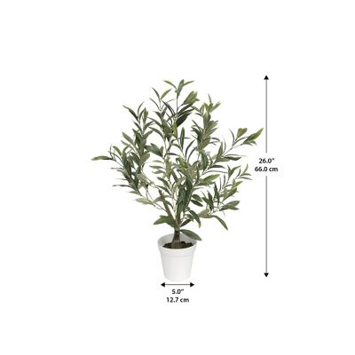Image showing  Table Top Olive Tree