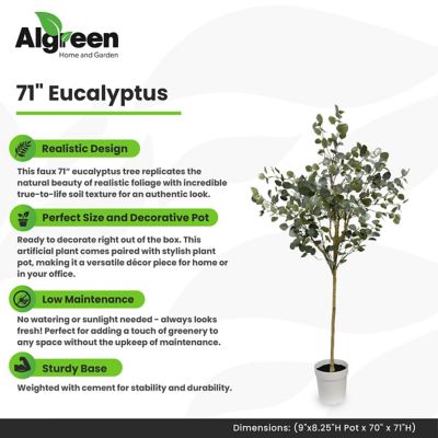 Image showing  Eucalyptus Tree Faux