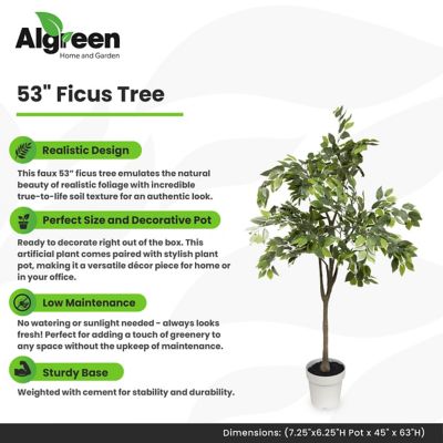 Image showing  Ficus Tree Faux