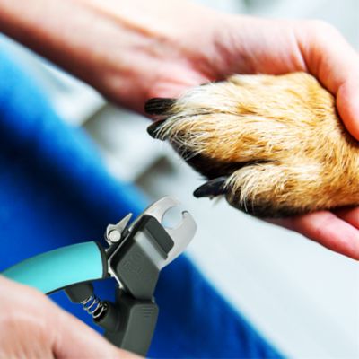 Image showing 6 th Quickfinder Deluxe Pet Nail Clipper