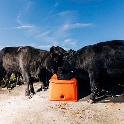 Image showing 1 th Tusker 17 gal. Single Hole Energy Free Waterer