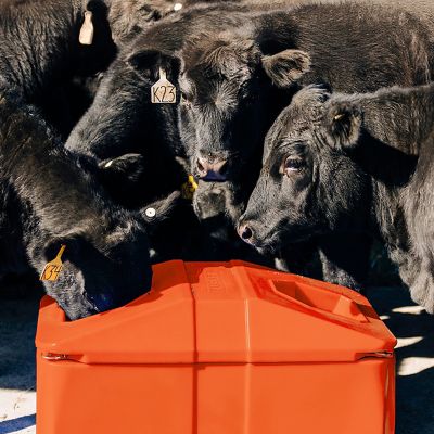 Image showing  22 gal. Double Hole Energy Free Waterer