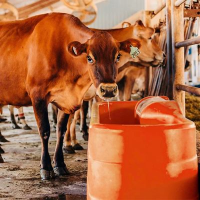 Image showing  7 ft. Trough Waterer Without Heat 35 gal.