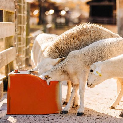 Tusker Low Profile Single Sided Stall Waterer Without Heater 2.9 gal.