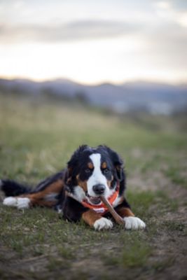 Image showing  Healthy Edibles Natural Dog Chews, Roast Beef Flavor