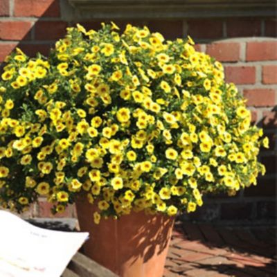 Image showing 6.5 in. Calibrachoa
