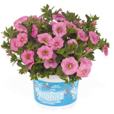 Image showing 6.5 in. Calibrachoa