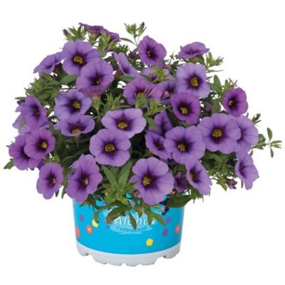 Image showing 6.5 in. Calibrachoa
