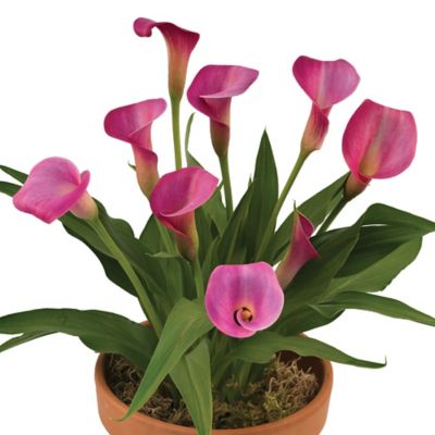 Image showing 6.5 in. Calla