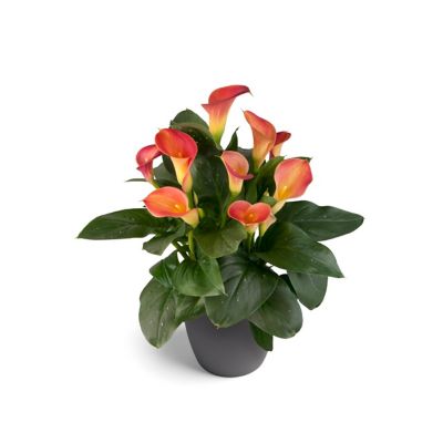 Image showing 6.5 in. Calla