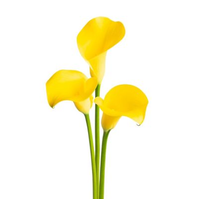 Image showing 6.5 in. Calla