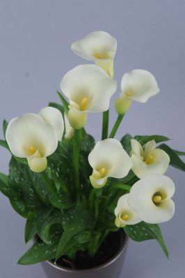 Image showing 6.5 in. Calla