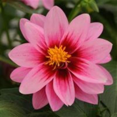 Image showing 6.5 in. Dahlia