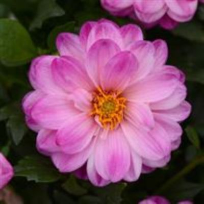 Image showing 6.5 in. Dahlia