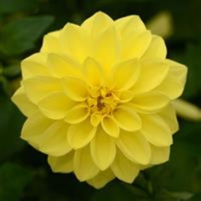 Image showing 6.5 in. Dahlia