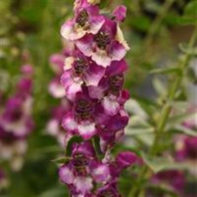 6.5 in. Angelonia