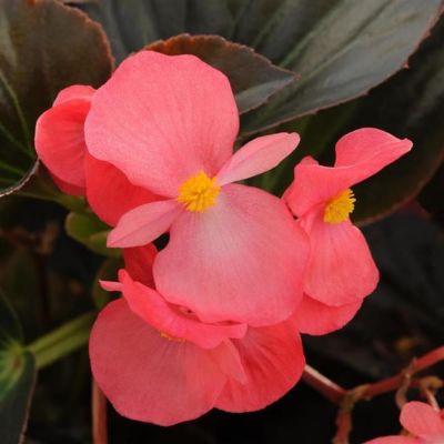 8 in. Begonia Premium
