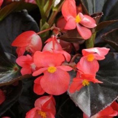 Image showing 8 in. Begonia Premium