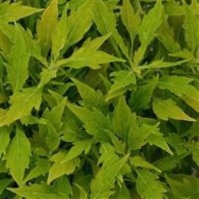 Image showing 8 in. Coleus Premium