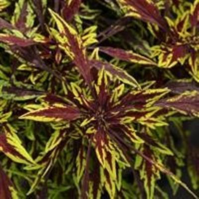 Image showing 8 in. Coleus Premium