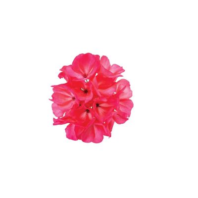 8 in. Geranium