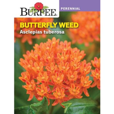 Burpee Flower, Perennial, Butterfly Weed Asclepias Tuberosa Seeds
