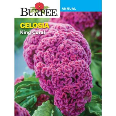 Burpee Flower, Annual, Celosia King Coral Seeds