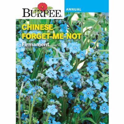 Burpee Flower, Annual, Chinese Forget Me Not Firmament Seeds